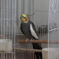 عروس هلندی سخنگو نر و ماده