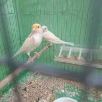 قناری با جوجه|پرنده|همدان, |دیوار