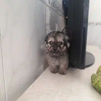 توله سگ دوماه پامرین شیتزو