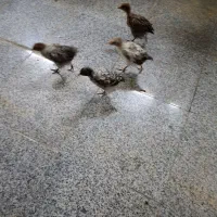 جوجه رسمی ۳ ،۴ ماهه