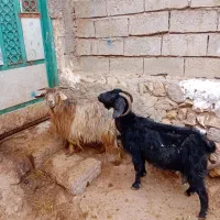 ۲عدد بز جوان برای برای فروشی وزن هر دوتا ۷۴کیلو|حیوانات مزرعه|اردبیل, |دیوار