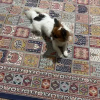 واگذاری سگ پامر اشپیتز|سگ|لنگرود, |دیوار