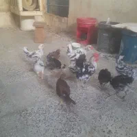 ۱۱ عدد جوجه خروس