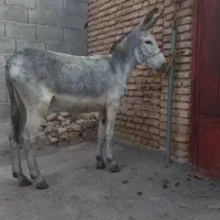 خریدوفروش خر یاهمون الاغ اسب پالونی