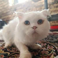 گربه پرشین اصیل