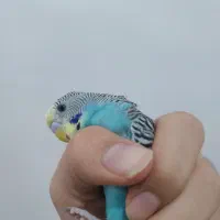 مرغ عشق نر