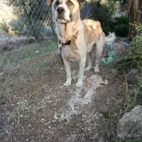 سگ بومی اصیل نگهبانی|سگ|توتکابن, |دیوار