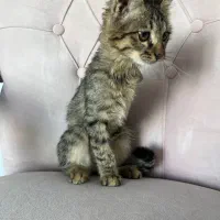 گربه واگذاری|گربه|پردیس, فاز ۸|دیوار