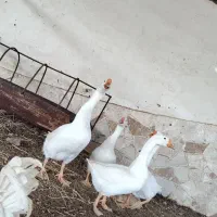 قوغاز|حیوانات مزرعه|کاشان, شهرک صنعتی راوند|دیوار