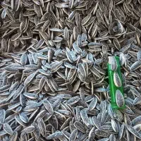 تخمه خوی