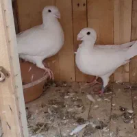 یک جفت کبوتر هومر کله اسبی سفید مهر