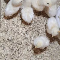 جوجه و جوجه بلدرچین