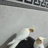 جوجه عروس هلندی|پرنده|بندر گناوه, |دیوار