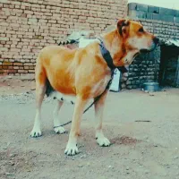 سگ ماده و توله جفت نر