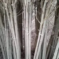 نهال صنوبر قلمه سفید