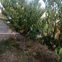 باغ-وباغچه-درختان-میوه-سند-منگوله-دار