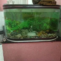 اکواریوم ماهی