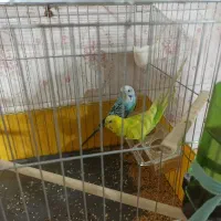 یه جفت مرغ عشق معاوضه با عروس هلندی