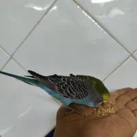 مرغ عشق 4 ماهه