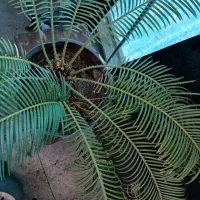 نخل زینتی|گل و گیاه طبیعی|اصفهان, کوی امام|دیوار