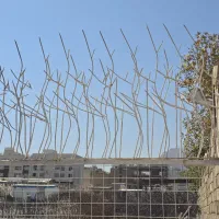 حفاظ طرح قوطی و نخل مرداب