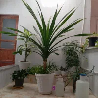 گل پاندانوس