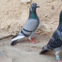 کبوتر ساده و پرشی