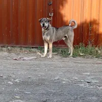 سگ پژدر نر بدون باخت