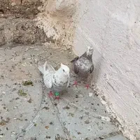 کبوتر|پرنده|فسا, |دیوار
