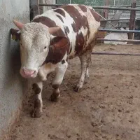 گوساله سیمینتال