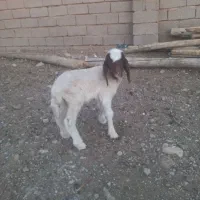 بره شیری درجه یک