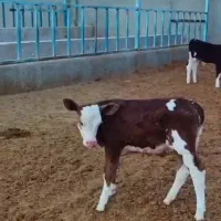 گاوشیری|حیوانات مزرعه|باشتین, |دیوار