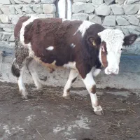 گوساله نر سیمینتال|حیوانات مزرعه|قشلاق دشت, |دیوار