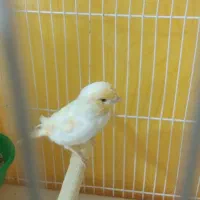 قناری نر موزاییکی بالغ و جوجه جمع کن