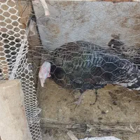 یه عددخروس بقلمون