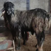 ۱۰،میش آبستن ۲دو قوچ