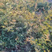 کندرز هلندی|گل و گیاه طبیعی|محلات, |دیوار