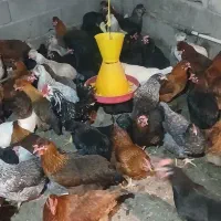 مرغ محلی|حیوانات مزرعه|مرند, |دیوار