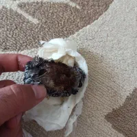 انگشتر|بدلیجات|یاسوج, |دیوار