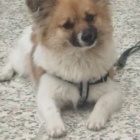 سگ پامرانین روباهی