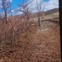 فروش نهال درخت بادام  در استان همدان ، شهرستان رزن