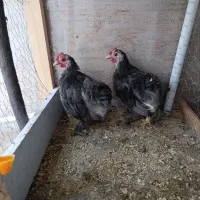 جوجه خروس کوشین پاپر