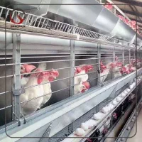 مرغ تخمی تخمگذار جوان  چاق و درشت