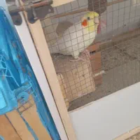 یک جفت عروس هلندی