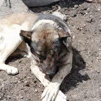 سگ گم شده|حیوانات|مشگین شهر, |دیوار