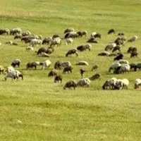 گوسفند|حیوانات مزرعه|ضیاء آباد, |دیوار