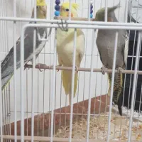 عروس هلندی|پرنده|لنگرود, |دیوار