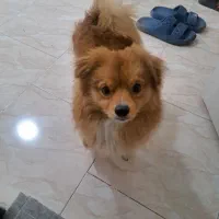 پامر روباهی با وسیله