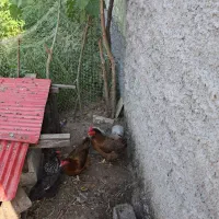 باسلام خدمت همه بزرگواران سه عدد مرغ تخم گذار محلی