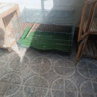قفس کبوتر